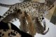 Savannah Cats for sale in Temecula, CA 92591, USA. price: NA