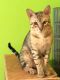 Savannah Cats for sale in McMurray, PA, USA. price: $3,000