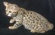 Savannah Cats for sale in New Holland, PA 17557, USA. price: NA