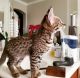 Savannah Cats for sale in Helena, MT, USA. price: $600