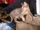 Savannah Cats for sale in Effingham, IL 62401, USA. price: $600