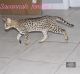 Savannah Cats for sale in Port St. Lucie, FL, USA. price: NA