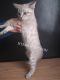 Savannah Cats for sale in Perris, CA, USA. price: NA