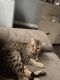 Savannah Cats for sale in Westchester County, NY, USA. price: $1,500