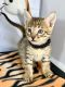 Savannah Cats for sale in New York, NY, USA. price: $1,000