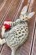 Savannah Cats for sale in Tennessee City, TN 37055, USA. price: $500