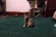 Savannah Cats for sale in Milwaukee, WI, USA. price: $1,000