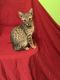 Savannah Cats for sale in Pittsburgh, PA, USA. price: $1,000