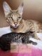 Savannah Cats for sale in New York, NY, USA. price: $3,000