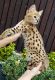 Savannah Cats for sale in Los Angeles, CA, USA. price: $6,000