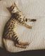 Savannah Cats for sale in Nashport, OH 43830, USA. price: $3,500