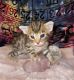 Savannah Cats for sale in Tallahassee, FL, USA. price: NA