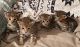 Savannah Cats
