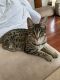 Savannah Cats for sale in King of Prussia, PA, USA. price: $4,000