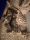 Savannah Cats for sale in North Port, FL 34288, USA. price: NA