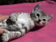 Savannah Cats for sale in Washington, DC, USA. price: $3,000