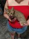 Savannah Cats for sale in Stockton, CA, USA. price: NA