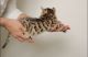 Savannah Cats for sale in Los Angeles, CA, USA. price: $2,500
