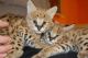 Savannah Cats for sale in 10117 Cleary Blvd, Plantation, FL 33324, USA. price: NA