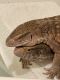 Savannah monitor Reptiles for sale in Beaumont, CA 92223, USA. price: NA