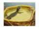 Savannah monitor Reptiles for sale in Littleton, MA, USA. price: $450