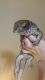 Savannah monitor Reptiles for sale in Grosse Pointe Woods, MI 48236, USA. price: NA