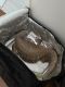 Savannah monitor Reptiles for sale in New Orleans, LA, USA. price: $500