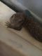 Savannah monitor Reptiles for sale in Millville, NJ 08332, USA. price: $180