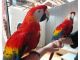 Scarlet Ibis Birds for sale in Atlanta, GA, USA. price: $1,500