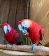 Scarlett Macaw Birds for sale in Dr SW, South Fulton, GA 30349, USA. price: NA