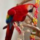Scarlett Macaw Birds for sale in Los Angeles, CA 90001, USA. price: $2,000