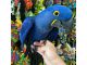 Scarlett Macaw Birds for sale in Los Angeles St, Eilat, Israel. price: 850 ILS