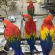 Scarlett Macaw Birds for sale in Woonsocket Hill Rd, North Smithfield, RI 02896, USA. price: $700