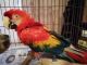 Scarlett Macaw Birds for sale in 20011 Ventura Blvd, Woodland Hills, CA 91364, USA. price: $1,400