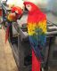 Scarlett Macaw Birds for sale in Ohio City, Cleveland, OH, USA. price: $850
