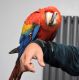 Scarlett Macaw Birds for sale in Cameron, LA, USA. price: $760