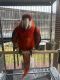 Scarlett Macaw Birds for sale in Dallas, TX, USA. price: NA