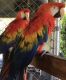 Scarlett Macaw Birds for sale in Seattle, WA, USA. price: $750