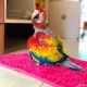 Scarlett Macaw Birds for sale in Egbert North Rd, Wyoming 82053, USA. price: $800