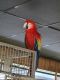 Scarlett Macaw Birds for sale in Groveland, FL, USA. price: $4,000