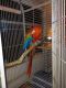 Scarlett Macaw Birds for sale in Mulberry, FL, USA. price: $1,100