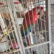 Scarlett Macaw Birds for sale in Brazoria, TX 77422, USA. price: NA