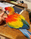 Scarlett Macaw Birds for sale in Colorado Springs, CO, USA. price: $800