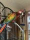 Scarlett Macaw Birds for sale in Omaha, NE, USA. price: $2,000