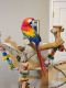 Scarlett Macaw Birds for sale in Hammond, Louisiana. price: $750