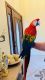 Scarlett Macaw Birds for sale in Brandon, Florida. price: $3,000