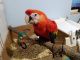 Scarlett Macaw Birds for sale in Thorne Bay, Alaska. price: $2,400