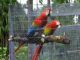 Scarlett Macaw Birds for sale in Colorado Springs, CO, USA. price: NA
