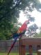 Scarlett Macaw Birds for sale in Pensacola, FL, USA. price: $1,800