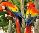Scarlett Macaw Birds for sale in Knoxville, TN, USA. price: NA